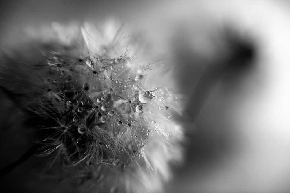 Фотография автора Тамара Нижельская