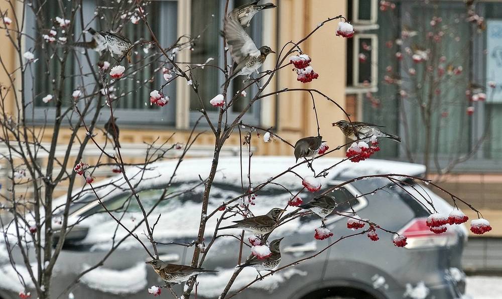 Дрозды прилетели