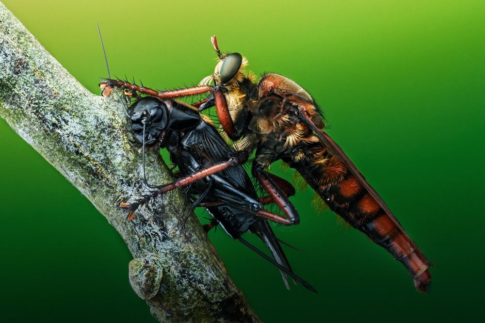 Фотография автора Tuan Tran Anh