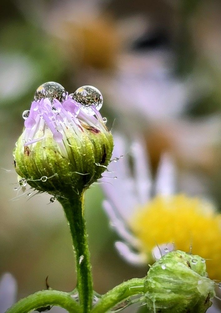 Фотография автора Ольга Костенко