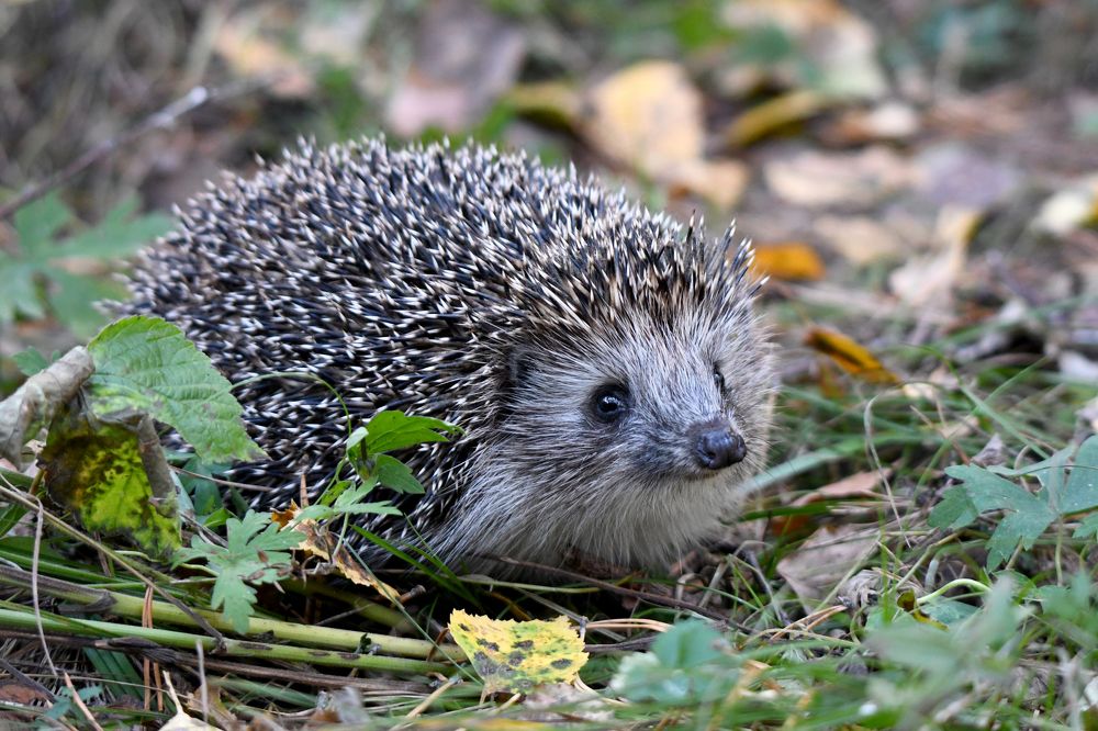 Колючий охотник