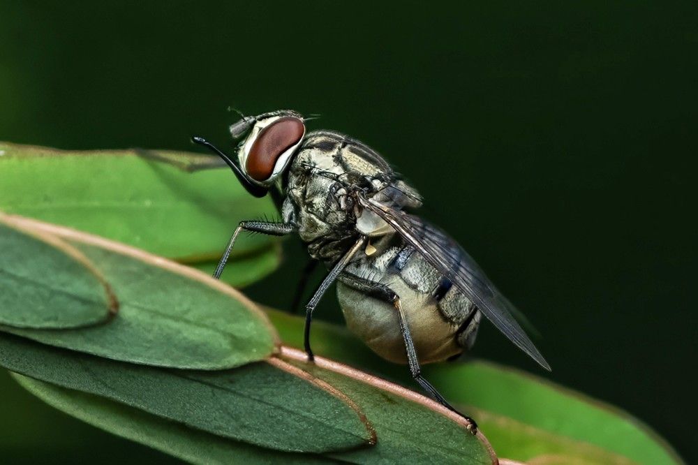 Photograph by Haridarshan Haridarshan