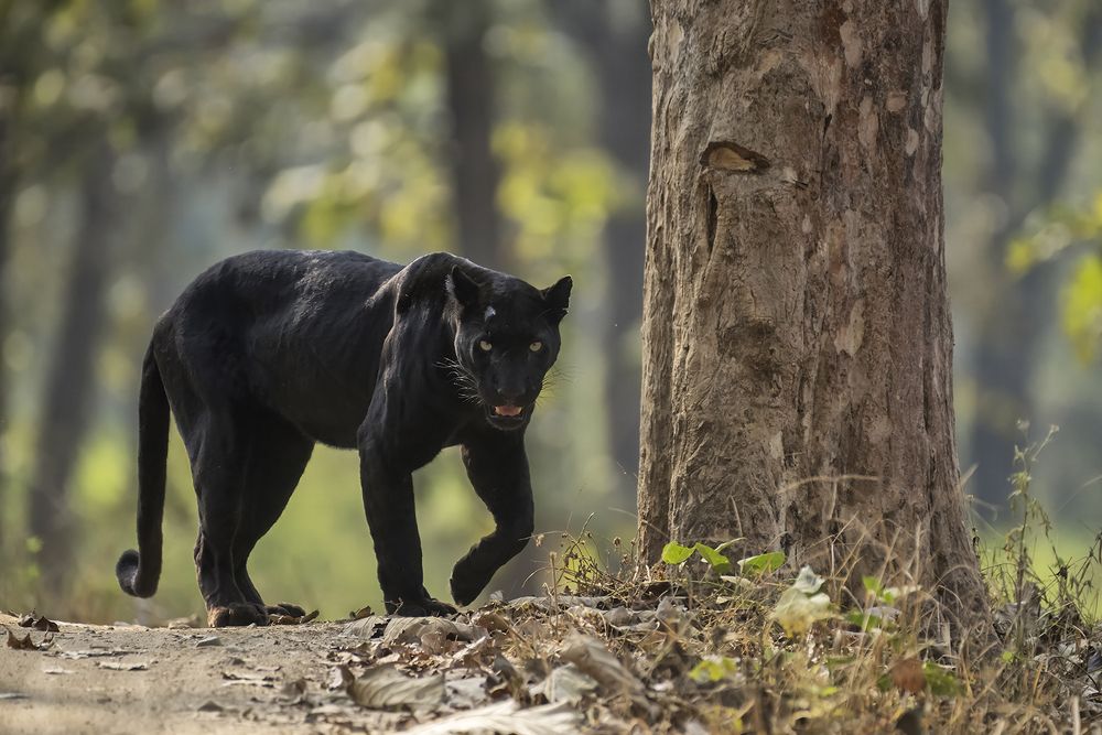 Wakanda forever !!!!!