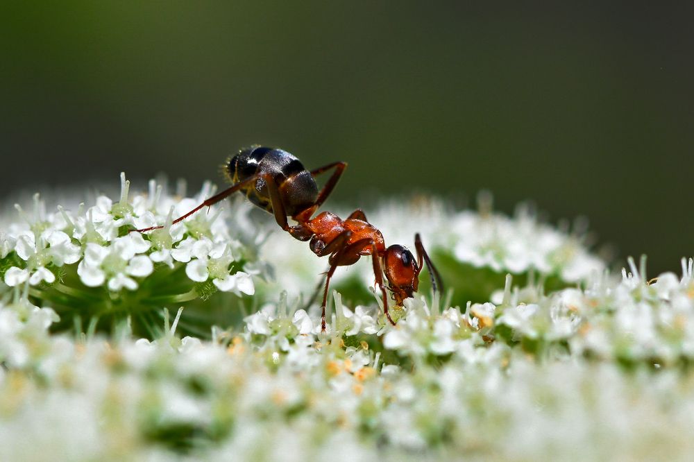 Photograph by Сергей