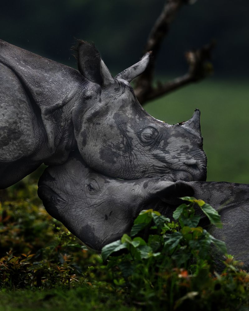 Фотография автора Dr Haridarshan SJ