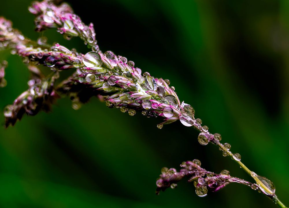 Photograph by Harshi Edirisinghe