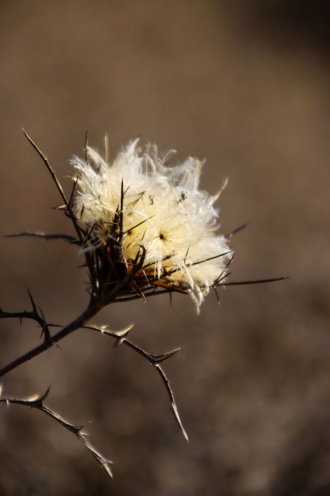 Фотография автора Olga Lavrenchuk