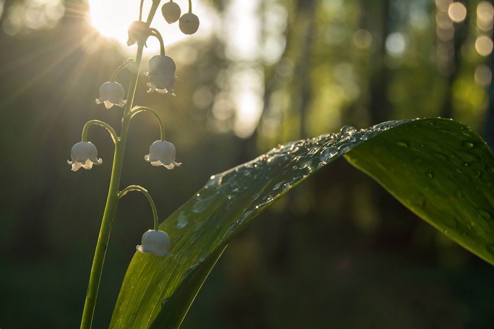 Photograph by Семина Ольга