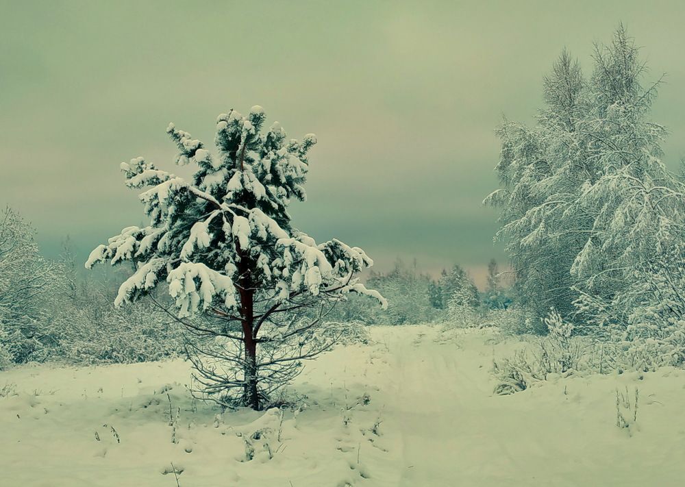 запорошило