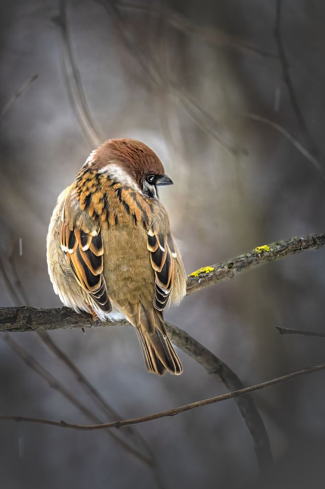 Photograph by Aleksandr Solovev