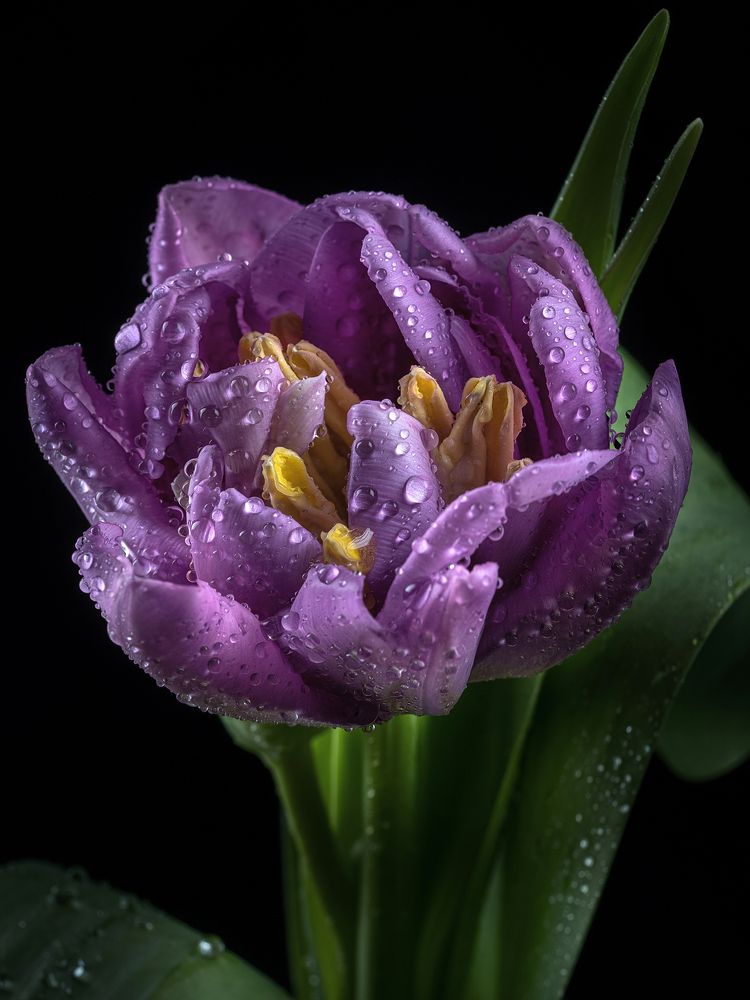 Фотография автора Ольга Яр