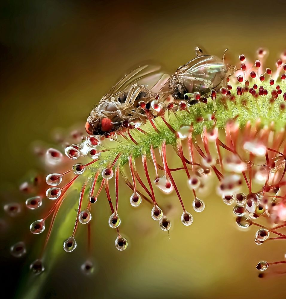 Росянка с трофеями своей охоты