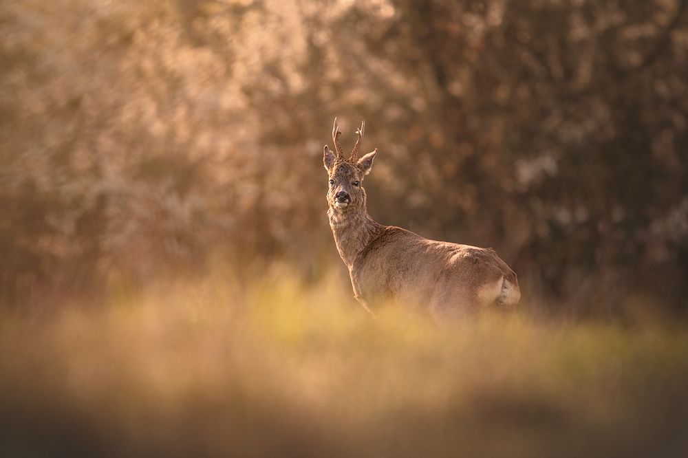 Photograph by Laura Quintanel