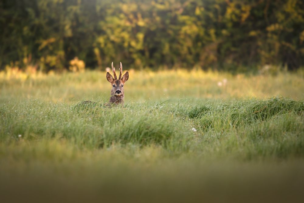 Photograph by Laura Quintanel