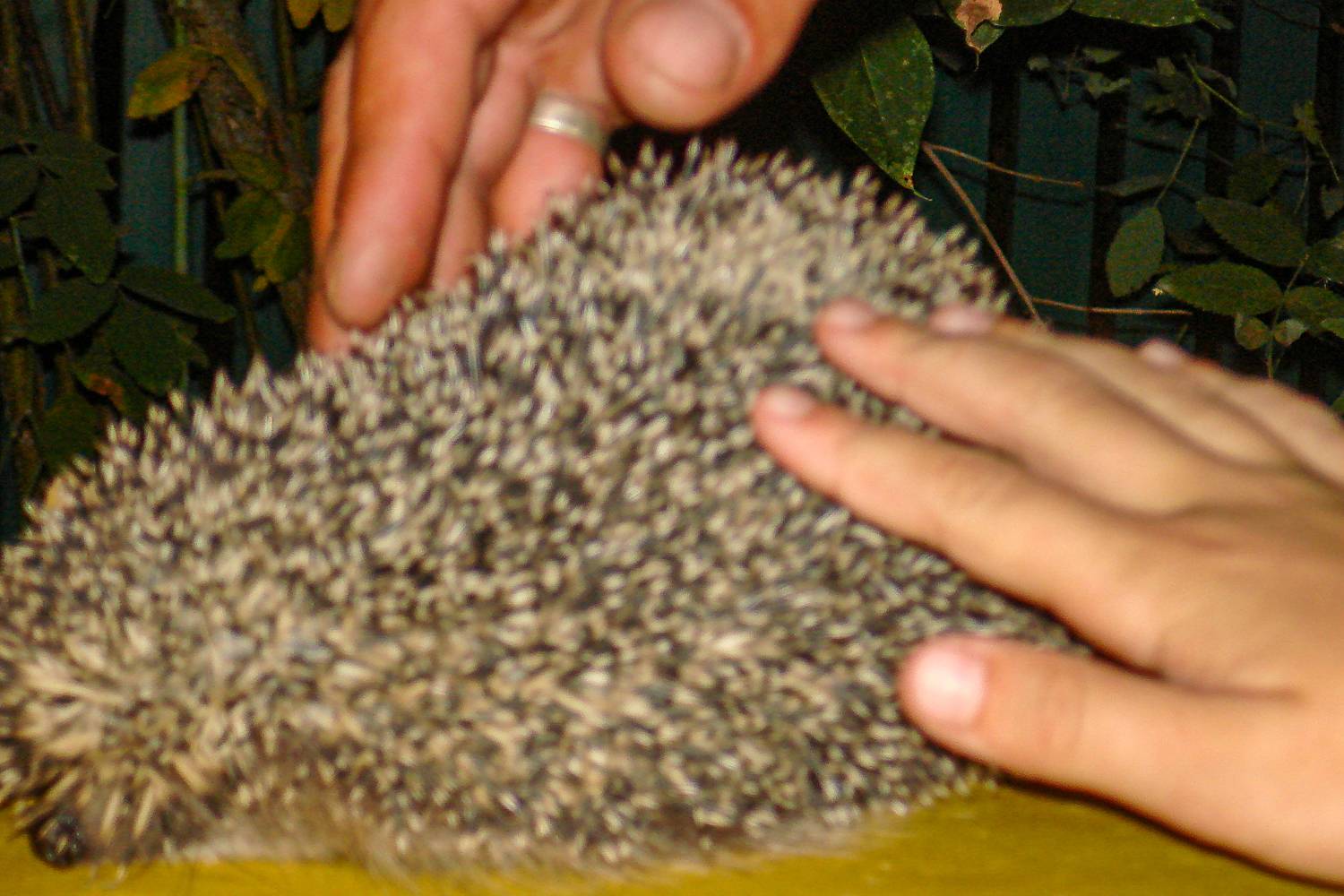 Photo #11483684
