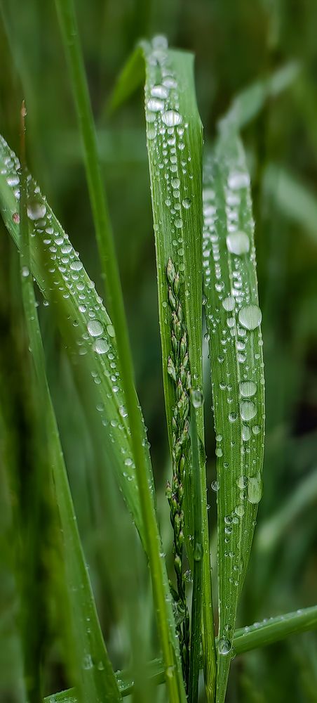 Photograph by Светлана Хамидулина