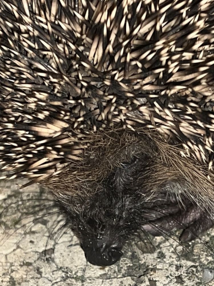 Photograph by Eugenia Schmidt