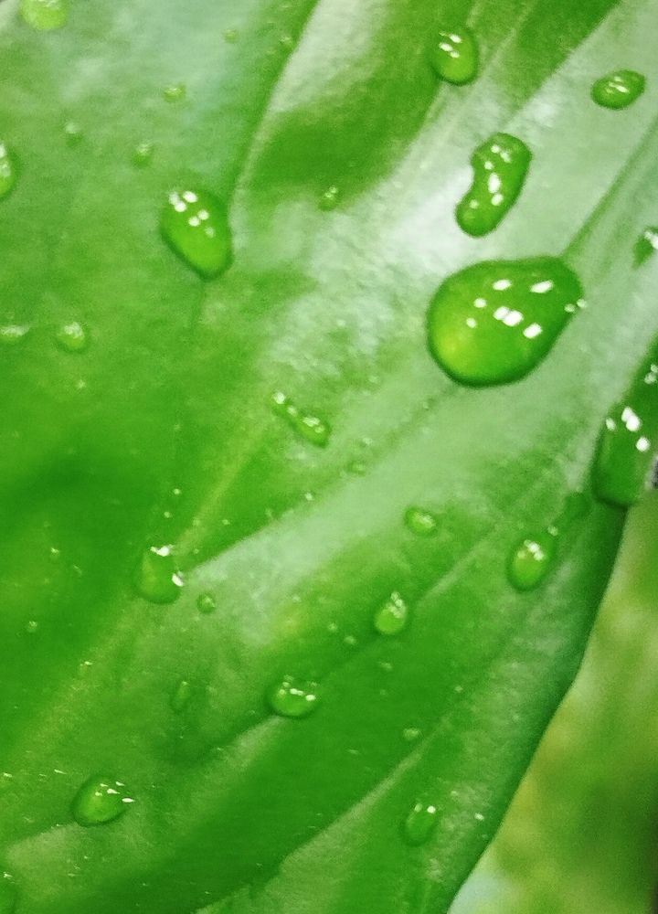 Photograph by Galina Gurskaya