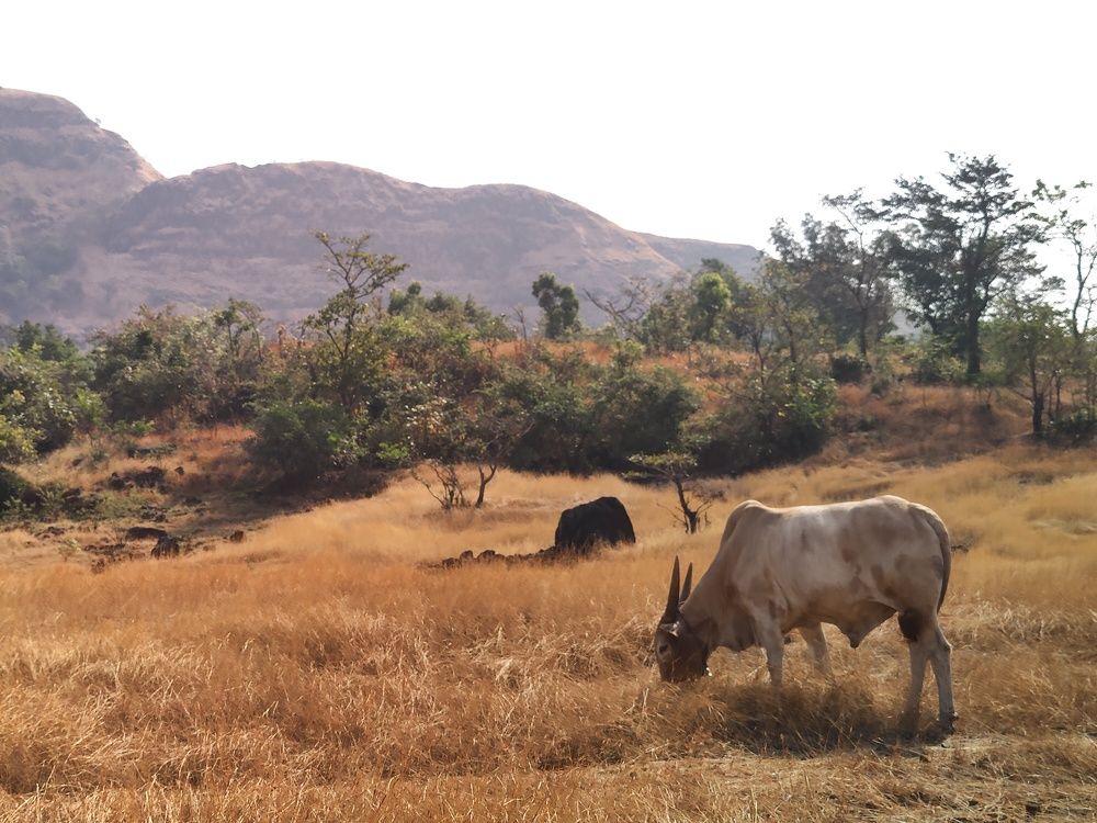 Photograph by Bandhav reddy Cheviti