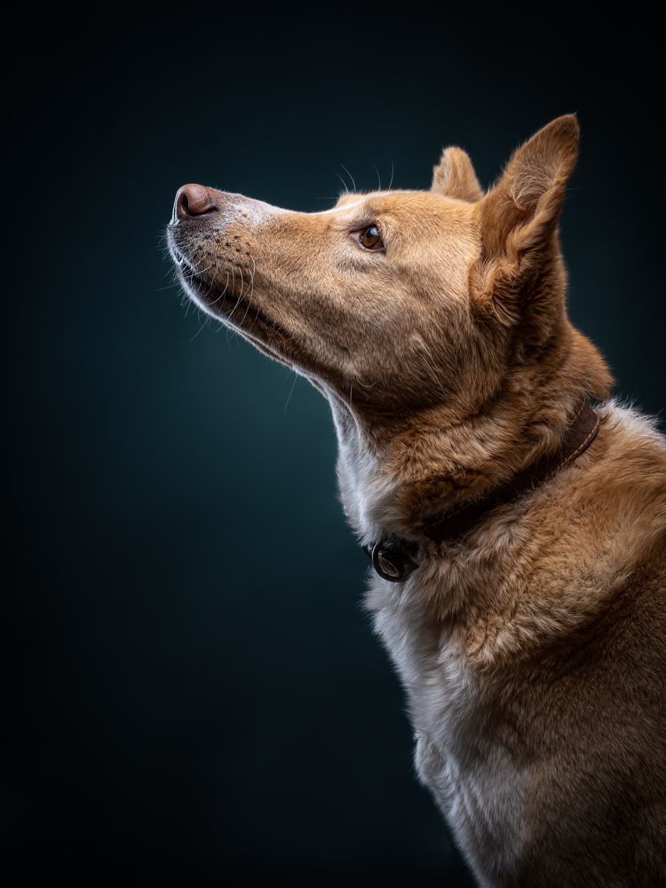 Photograph by дмитрий игнатов