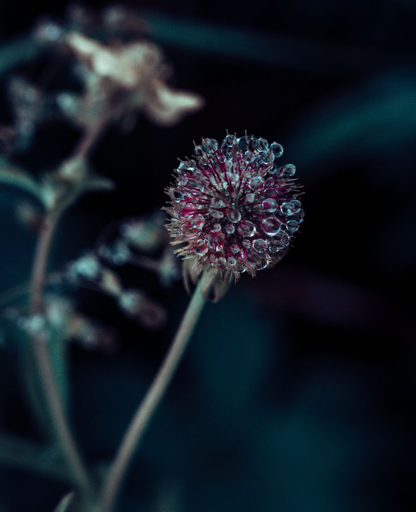 Photograph by Anna Turks