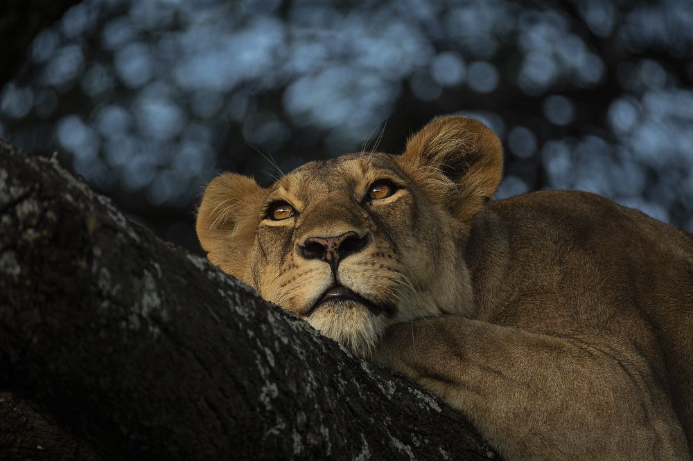 Photograph by Tom Svensson