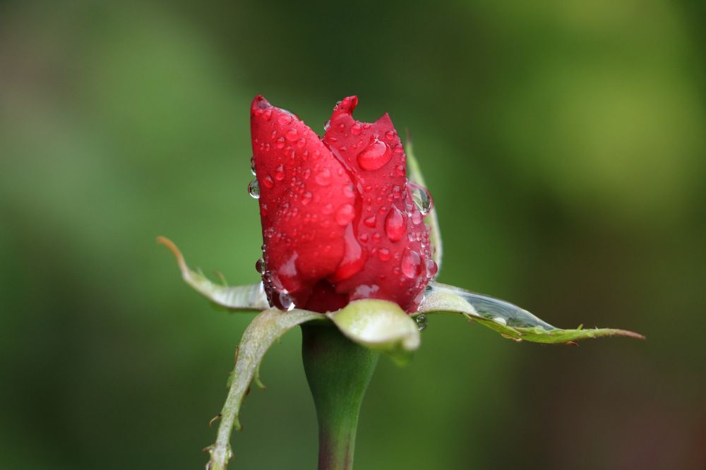 Photograph by Cengiz Yalcin