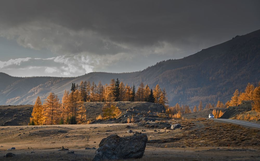Золото Курайской степи
