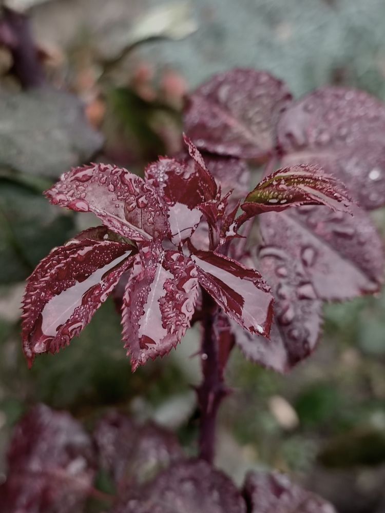 Photograph by Елена Пархоменко