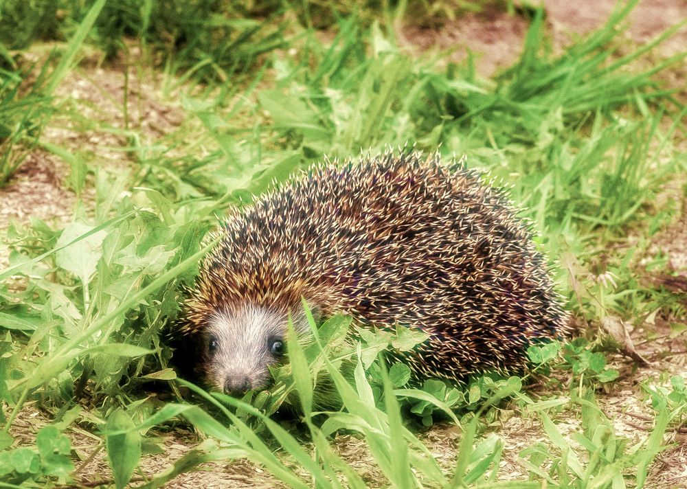 Photograph by Юлия Лушникова