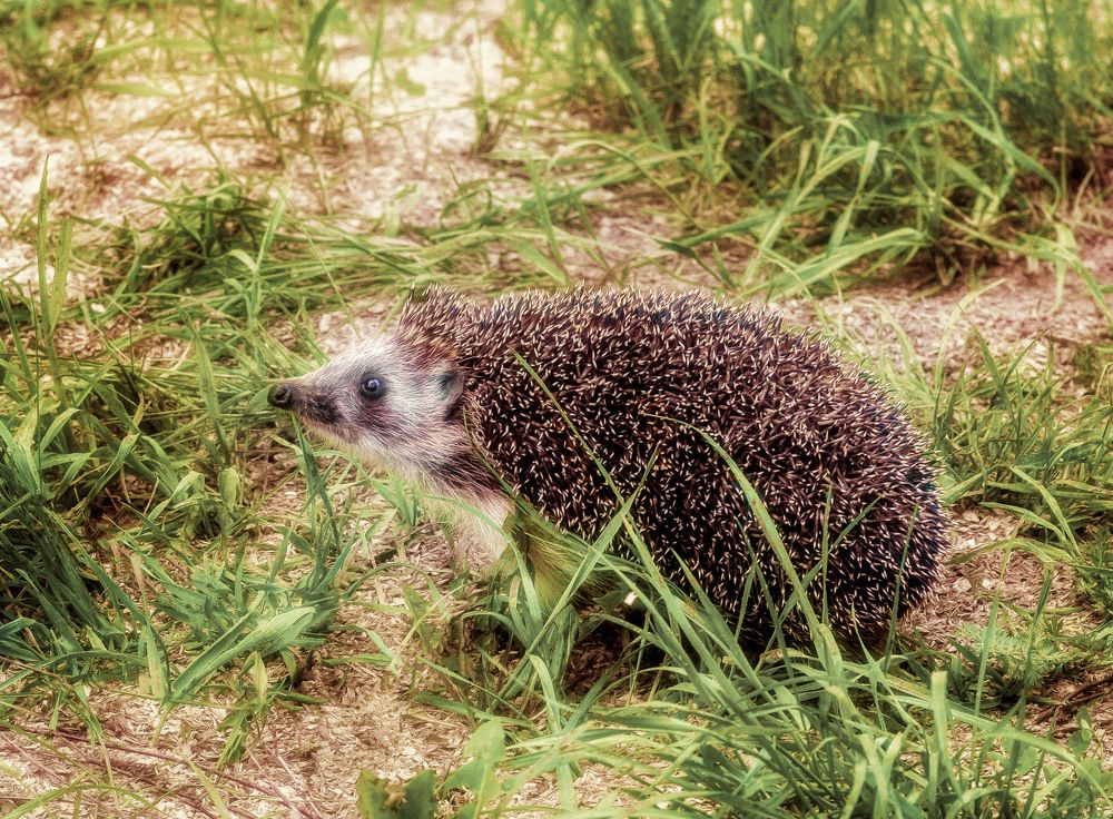 Photograph by Юлия Лушникова