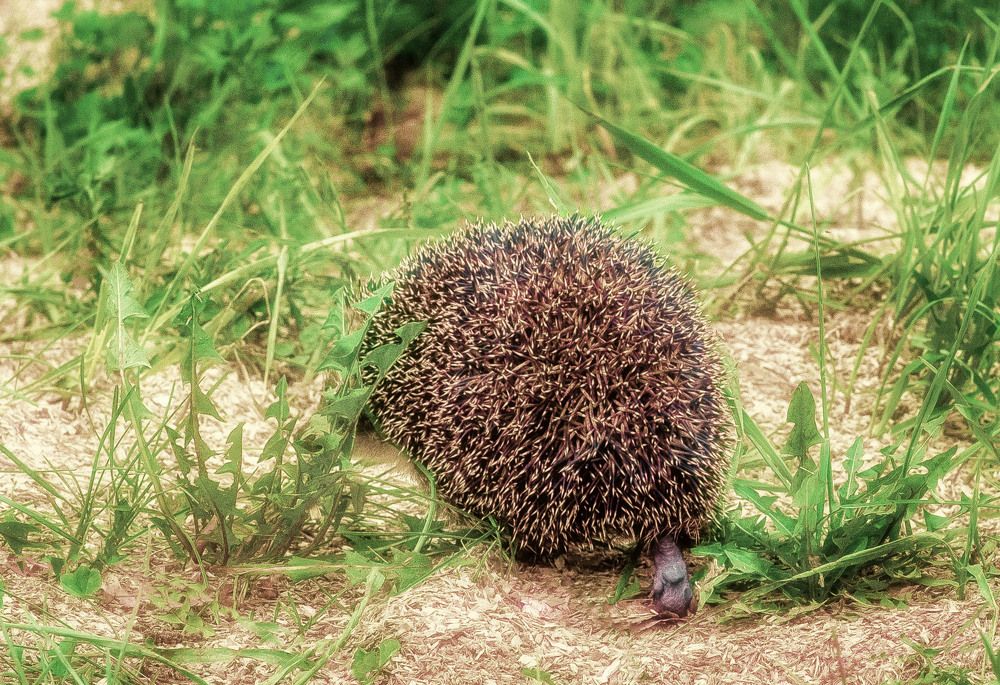 Photograph by Юлия Лушникова