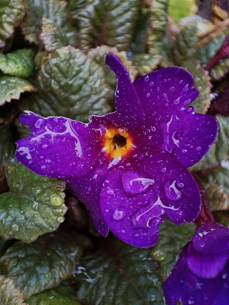 Photograph by Елена Пархоменко