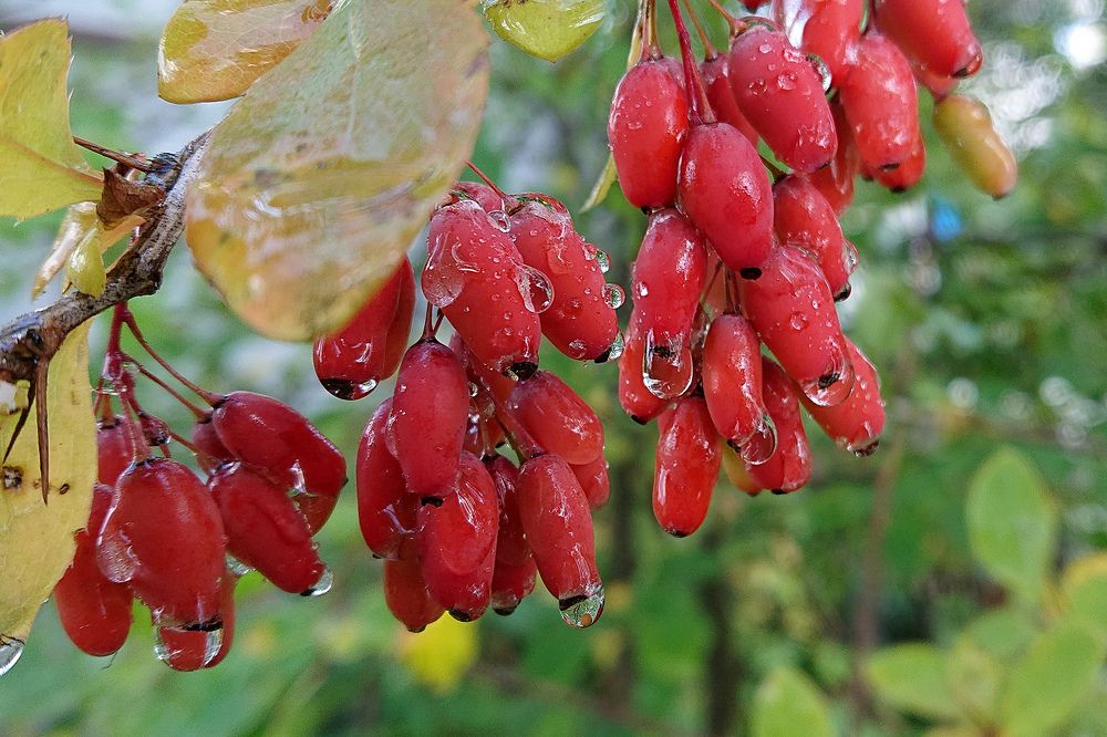 Омытые дождём...