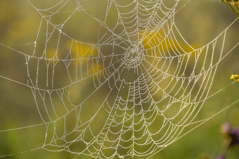 Photograph by Олег Волков