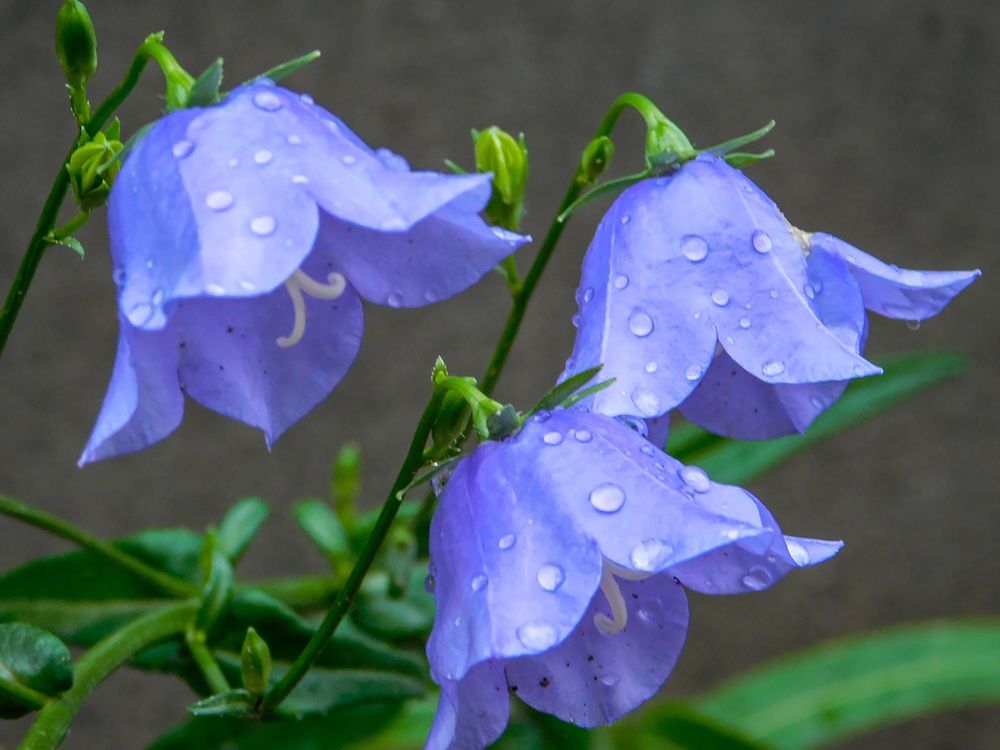 Photograph by Андрей Семенченко