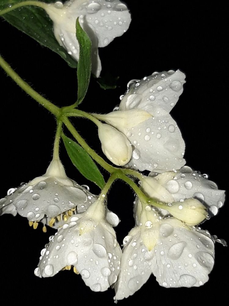 Photograph by Tatyana Busorgina