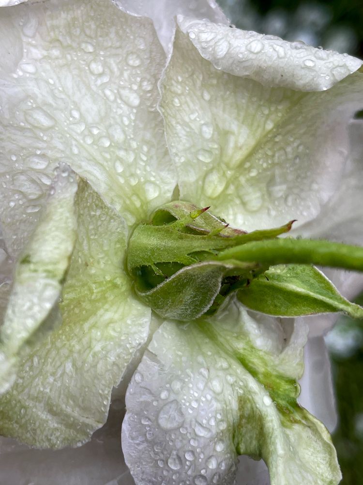 Фотография автора Наталья Попова