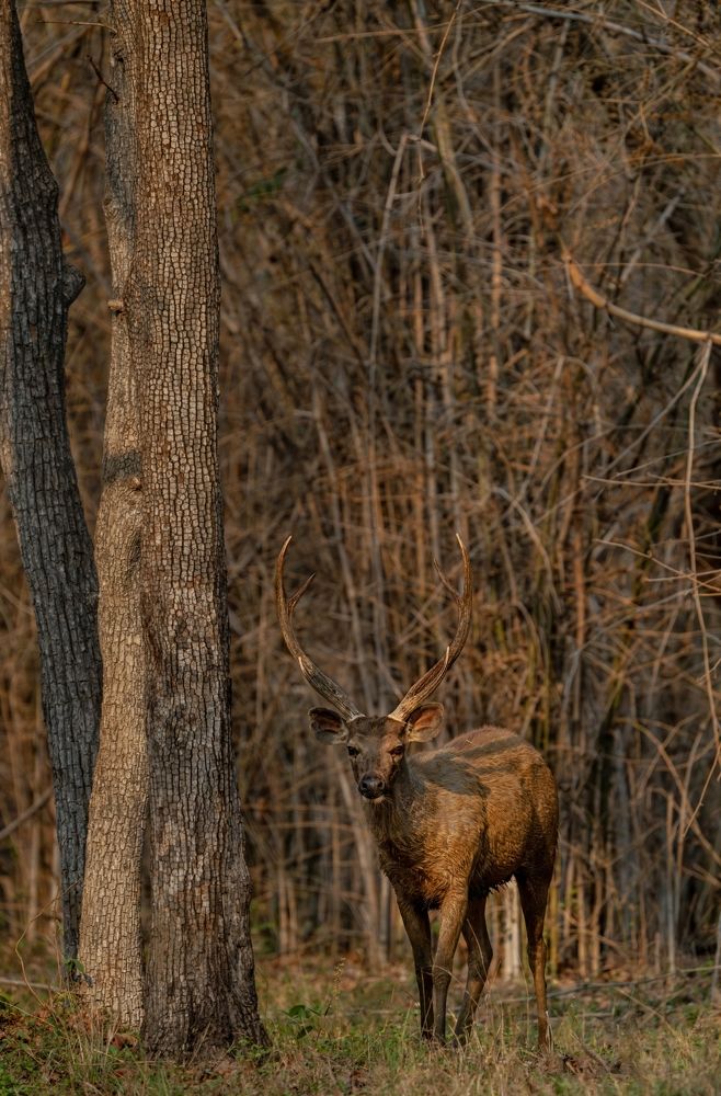 Photograph by mahadevan Arige