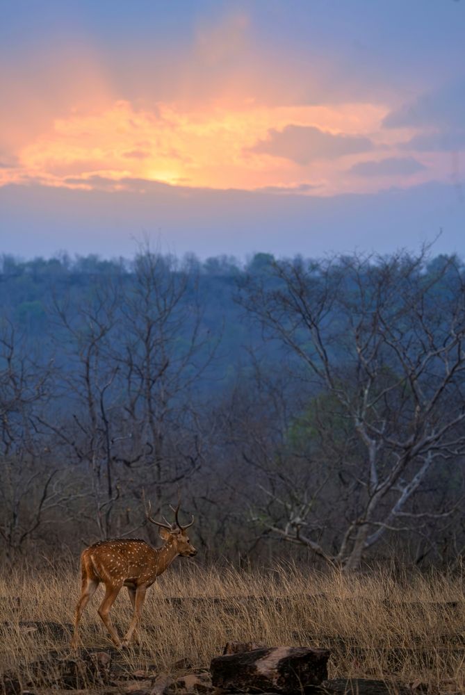 Photograph by mahadevan Arige