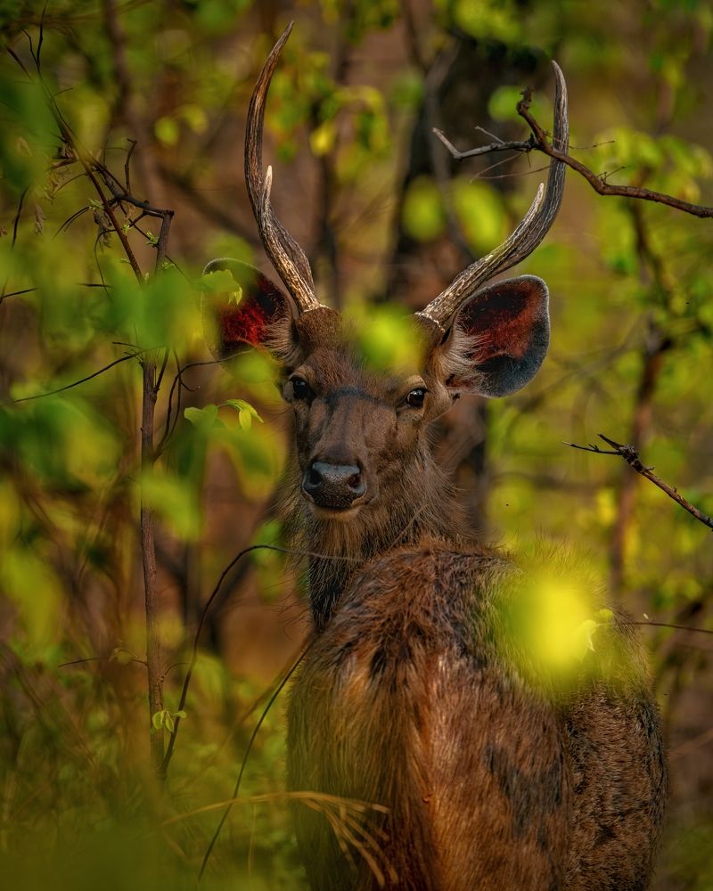 Photograph by mahadevan Arige