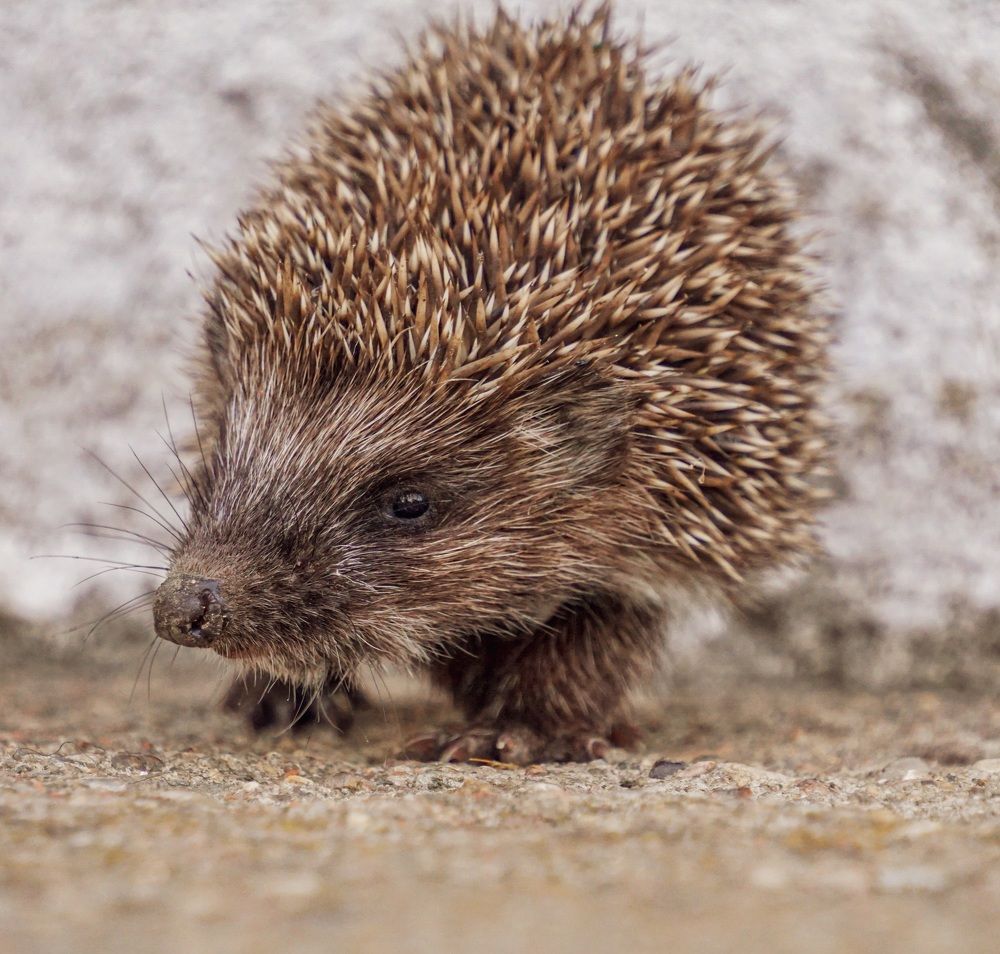 Photograph by Елена Пасажицкая