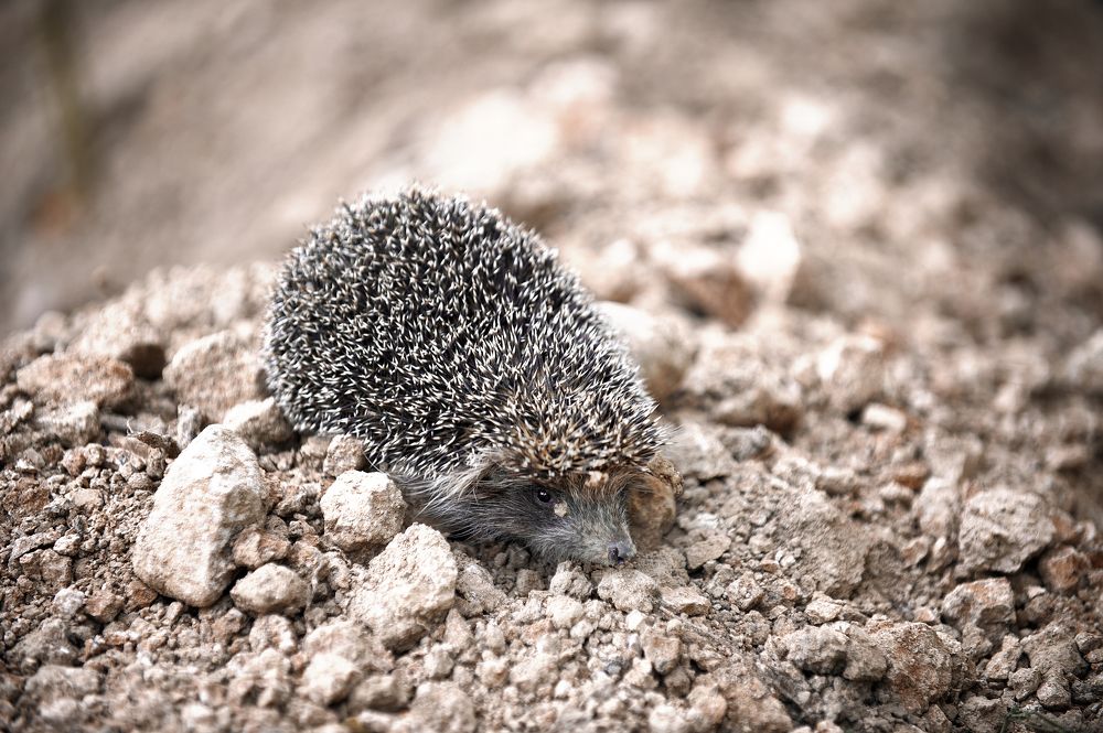 Photograph by Дария Ризниченко