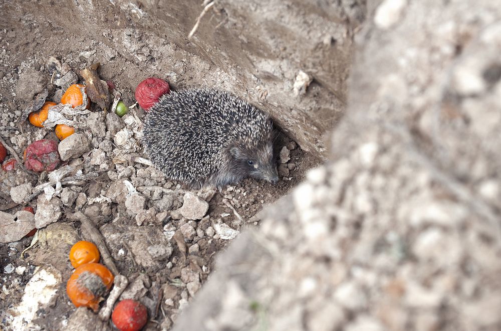 Photograph by Дария Ризниченко