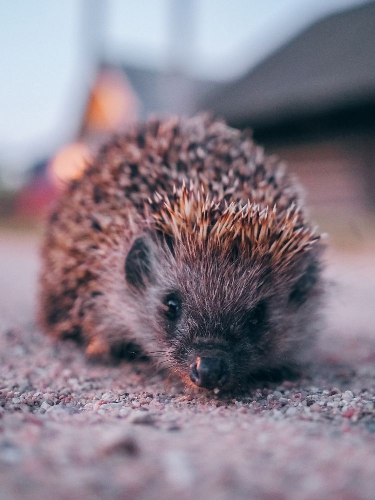 Photograph by Екатерина Бердутина