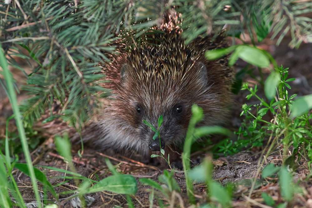 Photograph by Павел Сторчилов