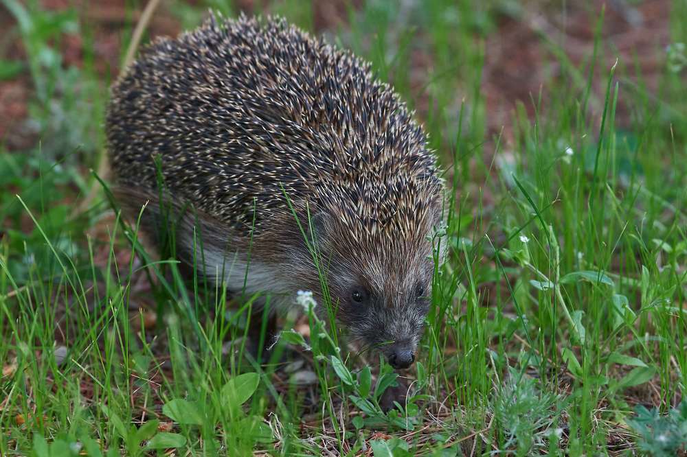 Photograph by Павел Сторчилов