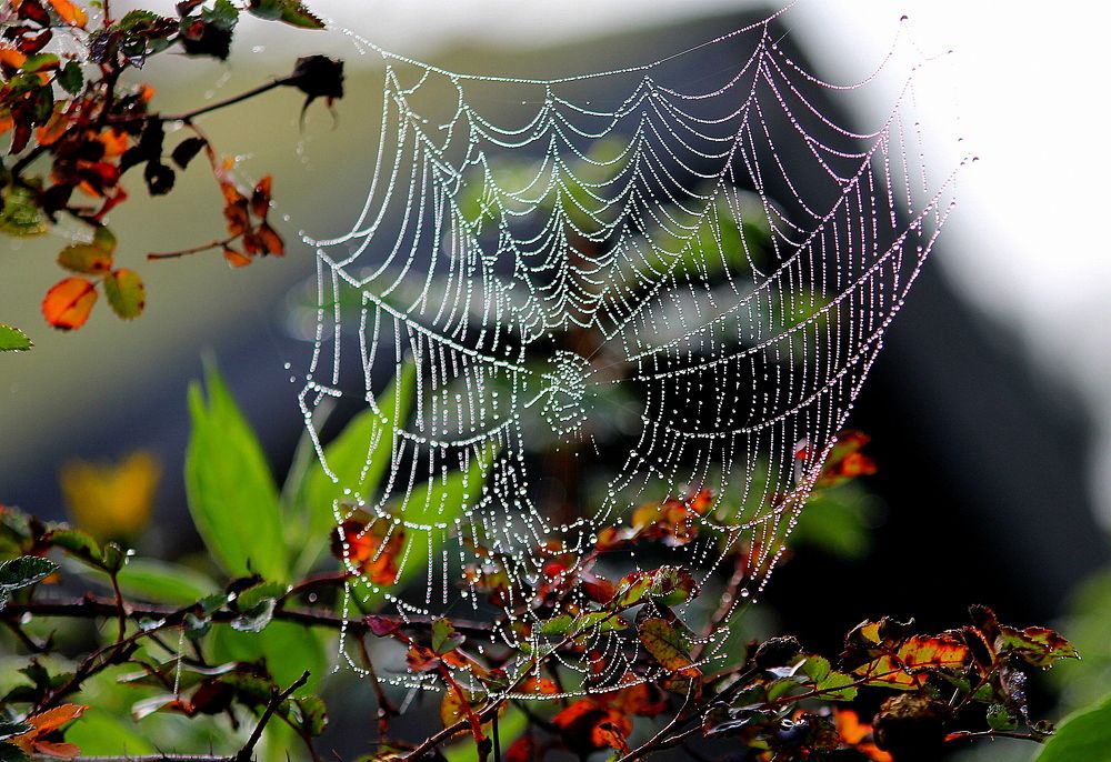 Photograph by Жанна Нечаева