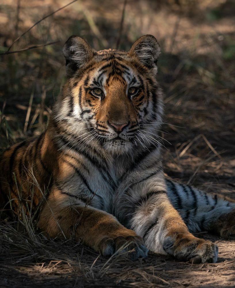 Фотография автора Satyam Bansal