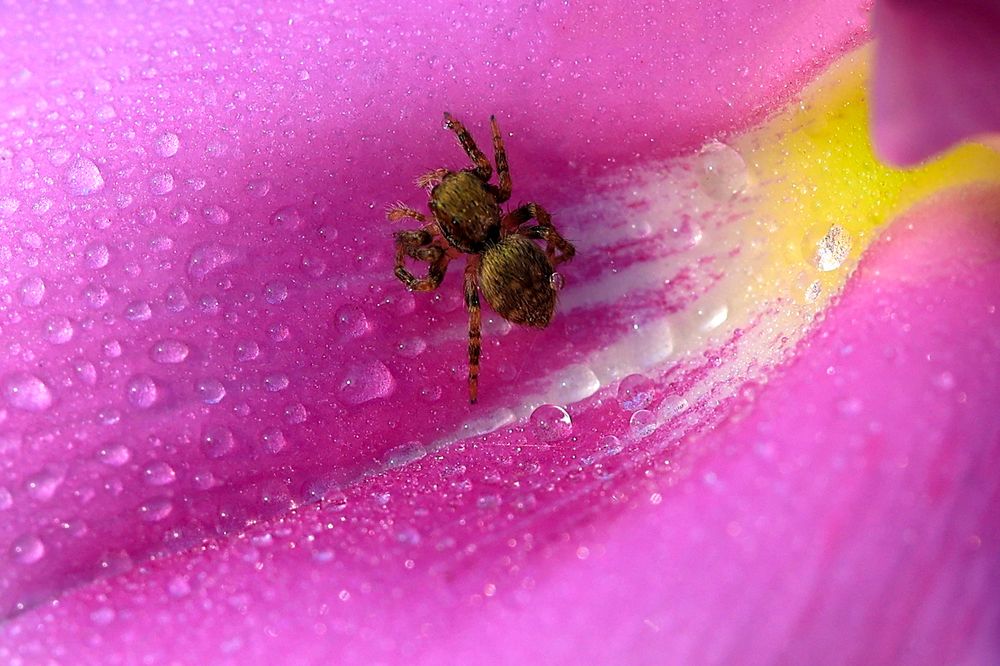 Walking on the Drops.